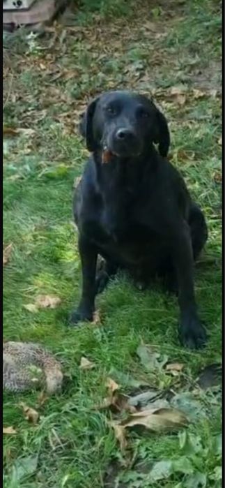 Пропала собака в районе Ремизовки