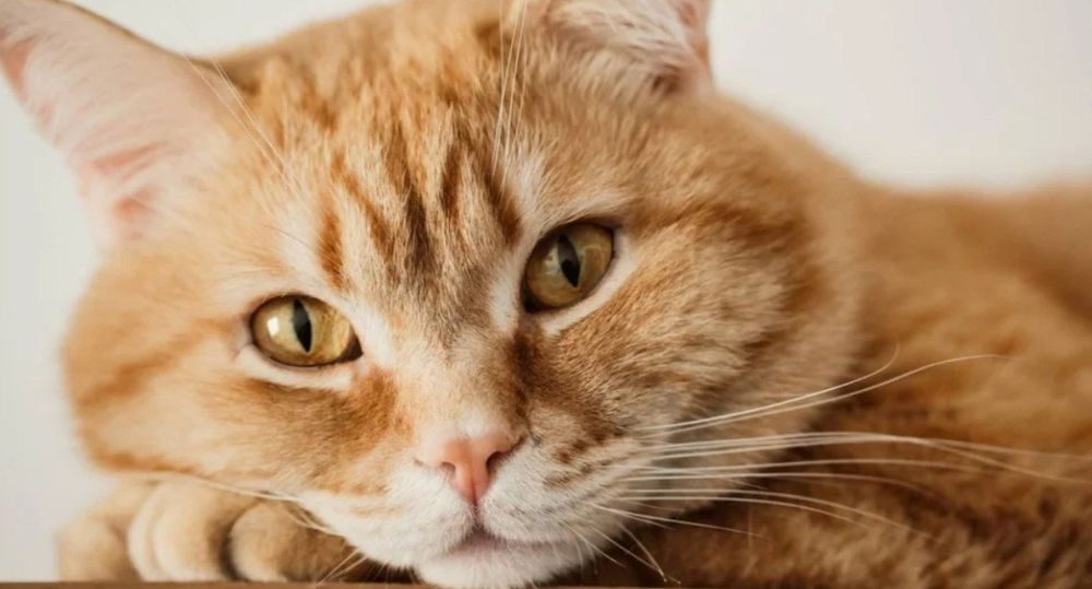 в добрые руки. Все вопросы по содержанию буду рада обсудить