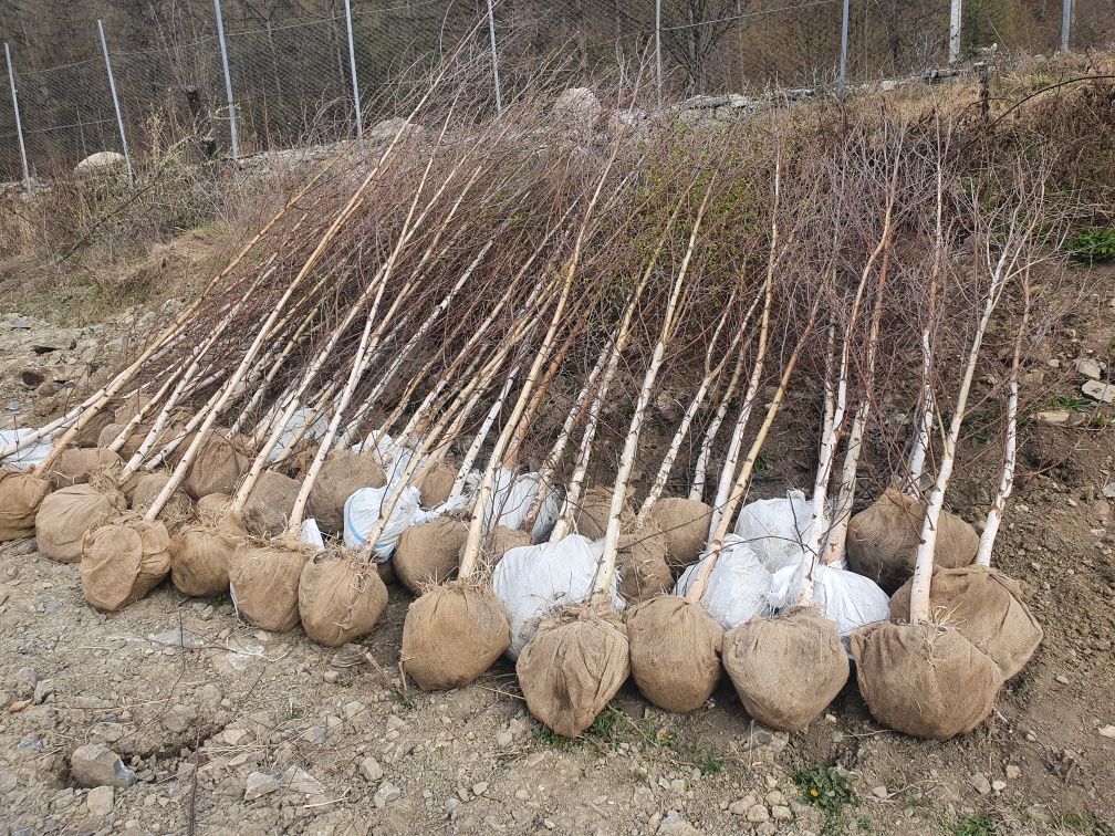 Mesteacăn platan tei tuia plante