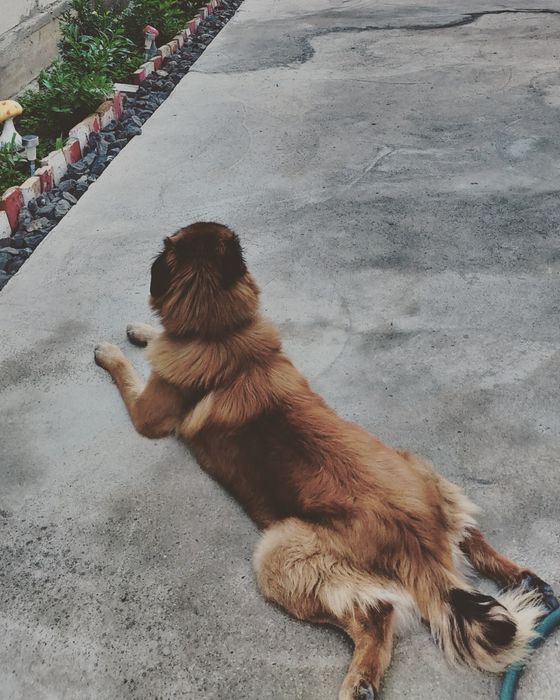 Dog sitter/Cazare căței, pisici și alte animale/ Pet sitter/Vizite/Pli