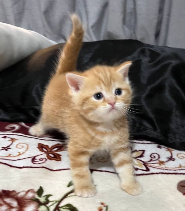 Скотиш страйт мальчик рыжик