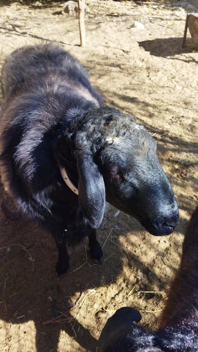 Продается баран.