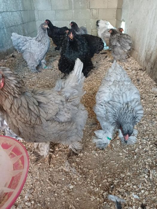 Vand gaini si cocosi brahma!