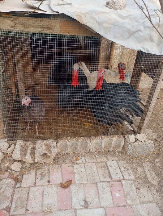 Kurka lar sotiladi hammasi