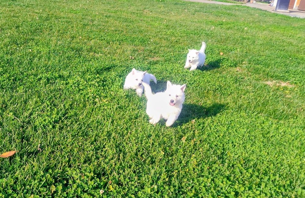 Ciobanesc Elvețian Berger blanc Suisse -lup alb