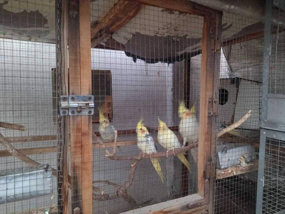 Срочно продам своих попугаев