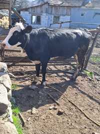 De vânzare vaca Holstein,,,gonita în 3 luni ,mai multe detalii 0799843