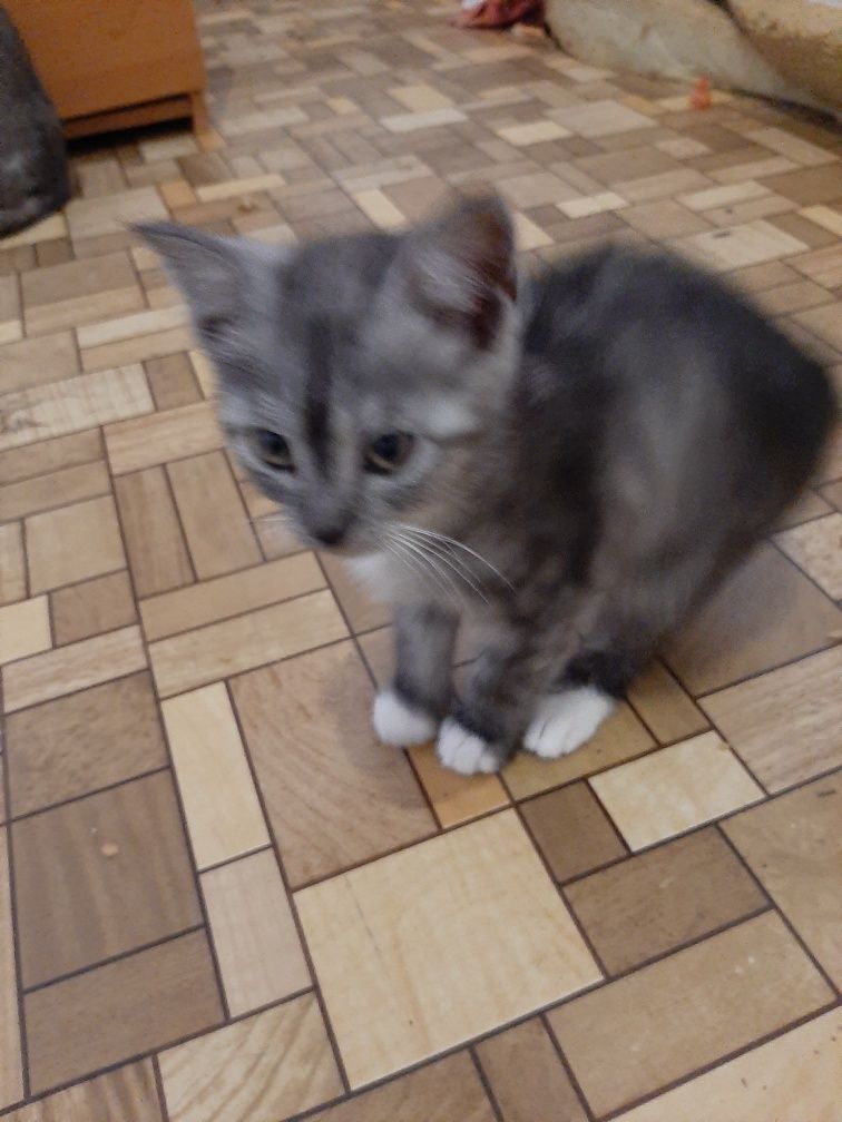 Котята 4 возраст двоим 3.5 месяца и ещё двоим 2 месяца