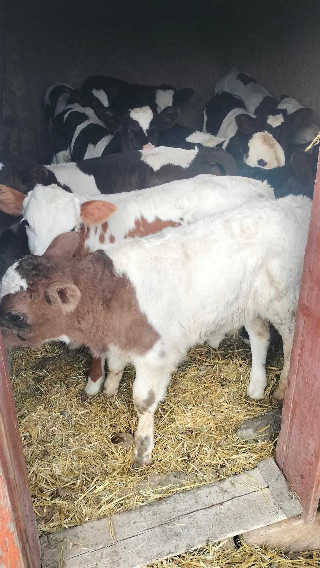 Vând viței si vițele bălțată românească, angus si belgian!