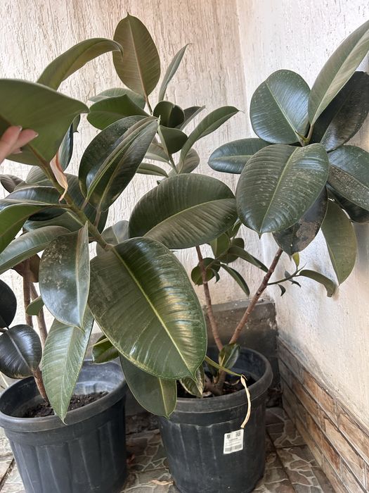 продается растения фикус