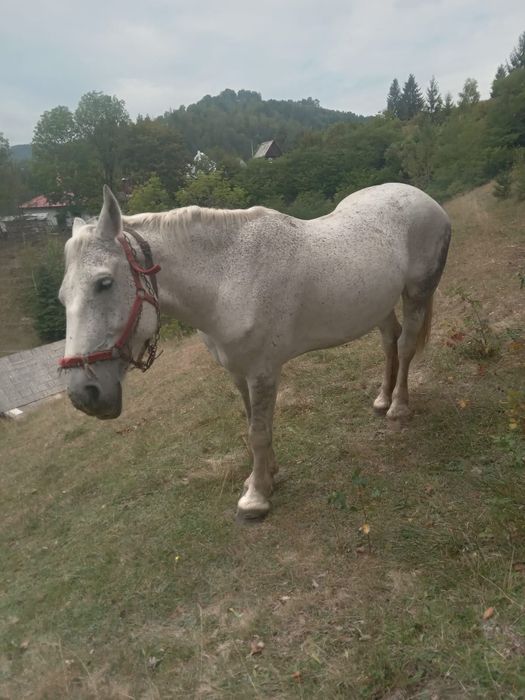 Cal de vânzare ..