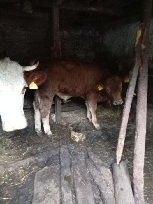Vând vițel rosu de doua luni cu 75 de milioane