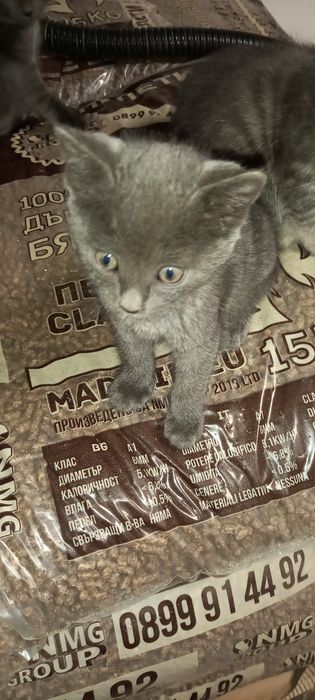 Подарявам много хубави котета!
