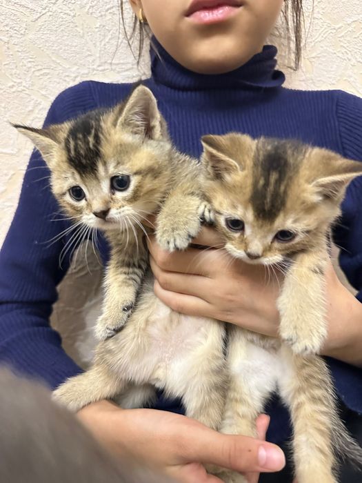 Скотиш страйд котята