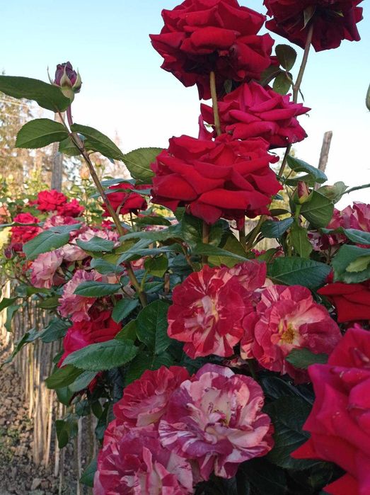 Щамбови рози, цветово разнообразие.