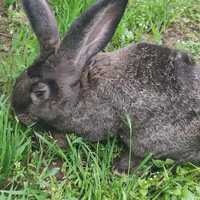 Продам кроликов фландер крупные Кролл и молодые  от 45 дней