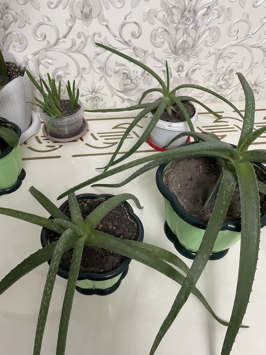 Алоэ сатылады, 1500 тг-ден басталады