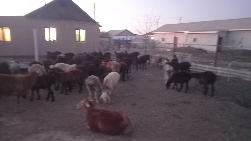 Қой сатылат хабарласыңдар