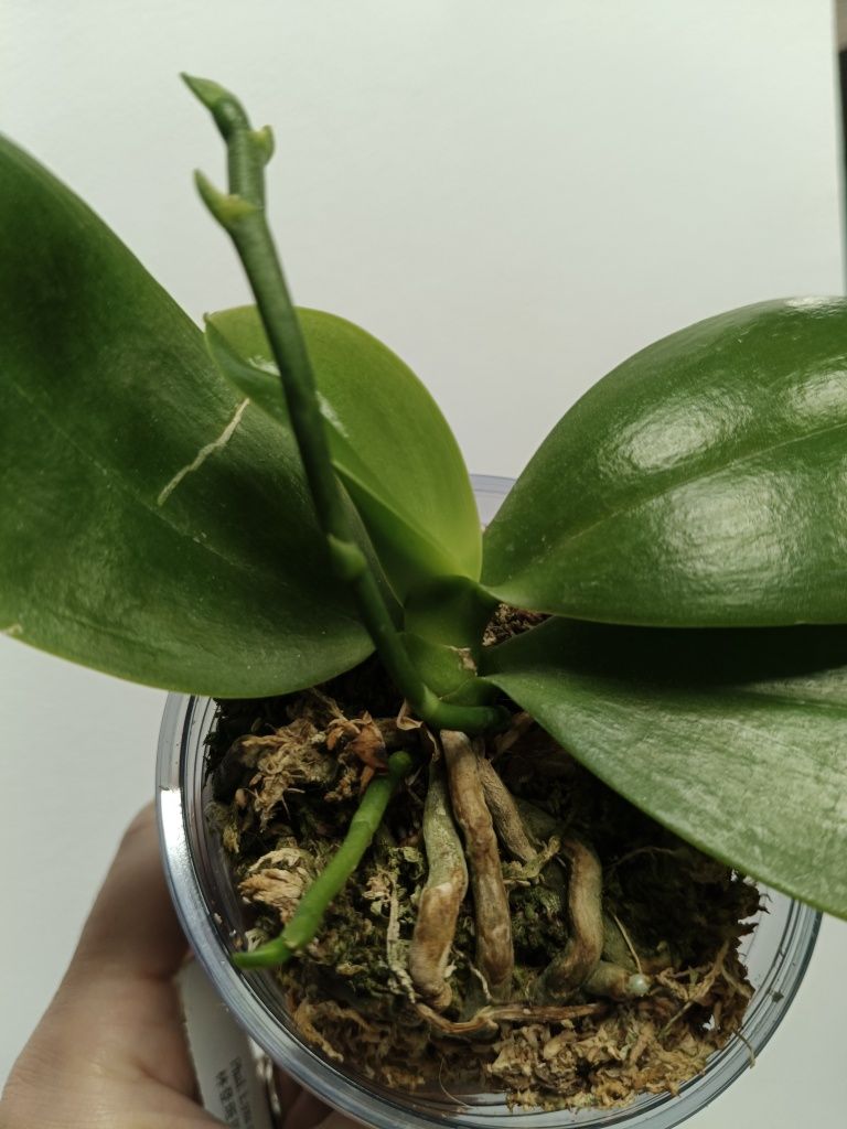 Орхидея Phal. Lyndon Mix Zebra ‘870’ — звезда в мире орхидей!
