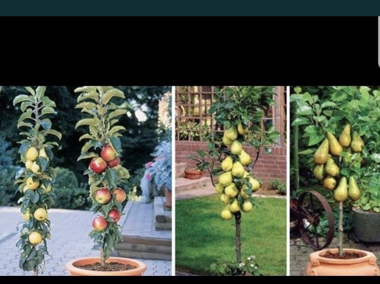 Pomi columnari , trimitem in toata tara