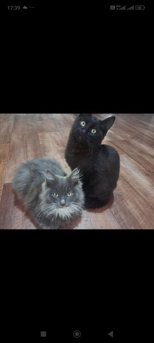 Отдам котят в добрые руки