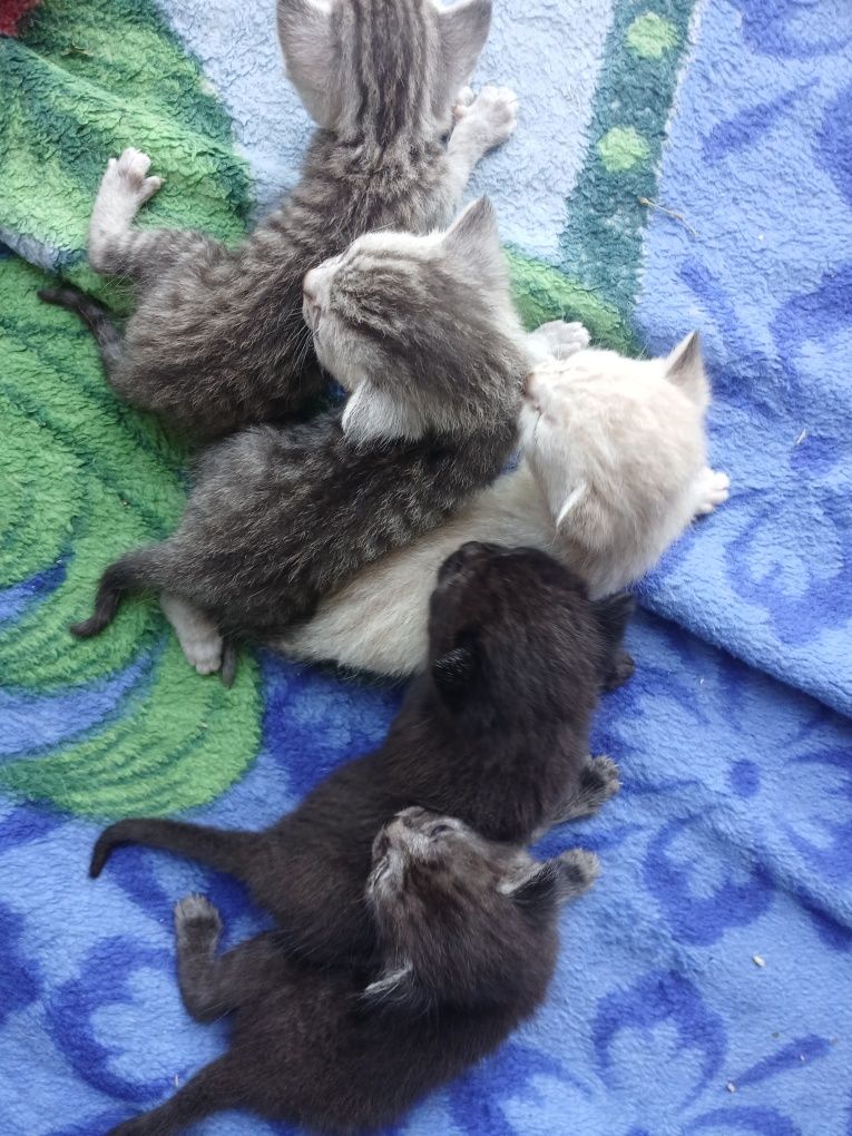 отдам котят 1 месяц , разных окрасов