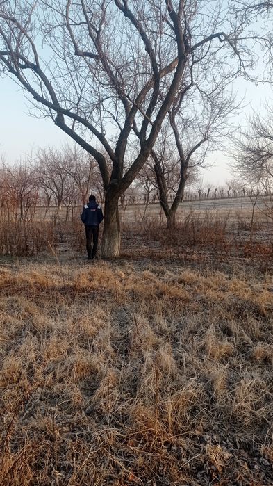 Ўрик таналари бор сотилади кесилмаган турганича сотилади