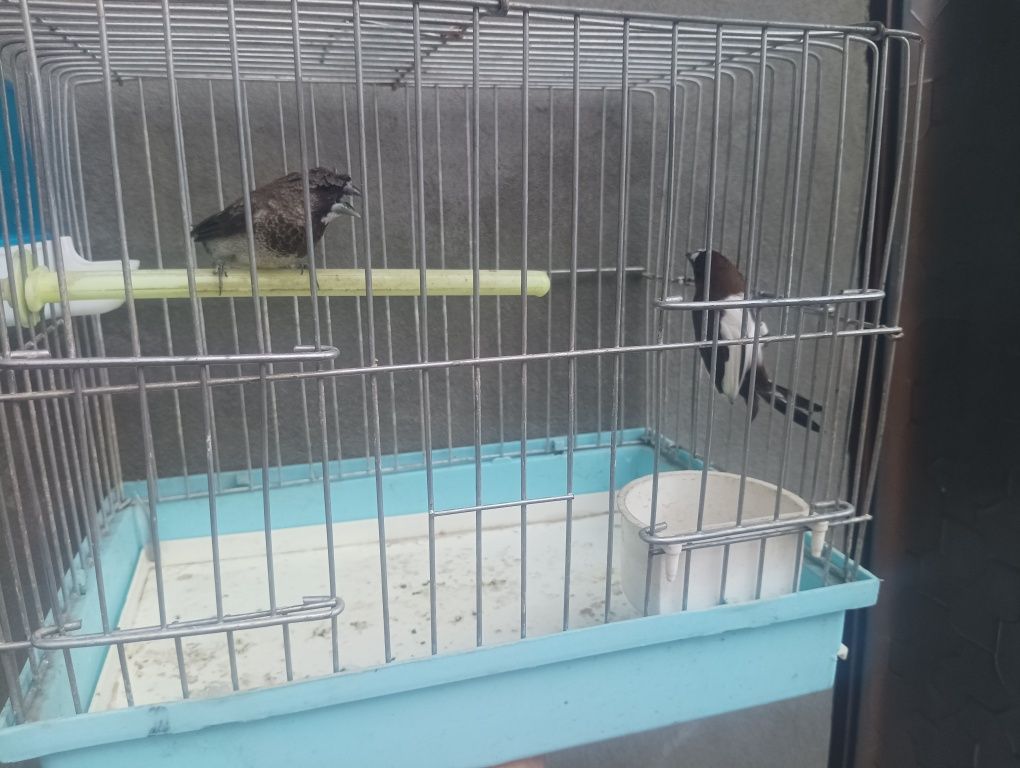 Амадина японский параси клеткаси билан.