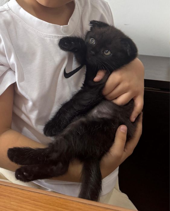 Отдам в доброе руки