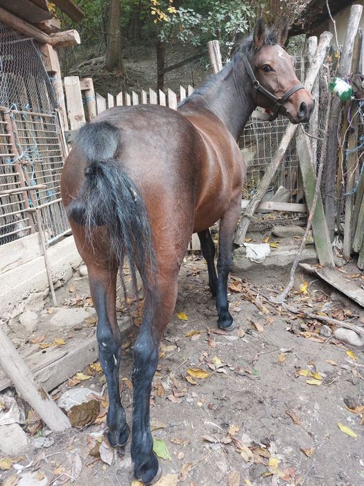 Vând iapa de 2 anii!