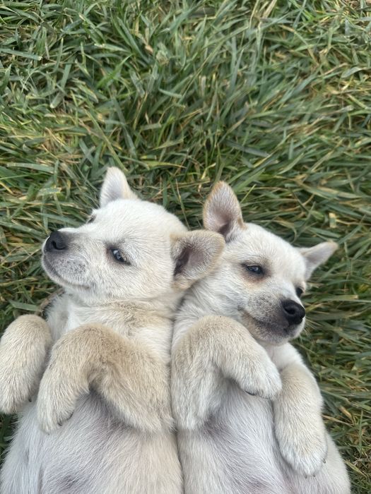 Две братчета си търсят дом Бял Пинчер