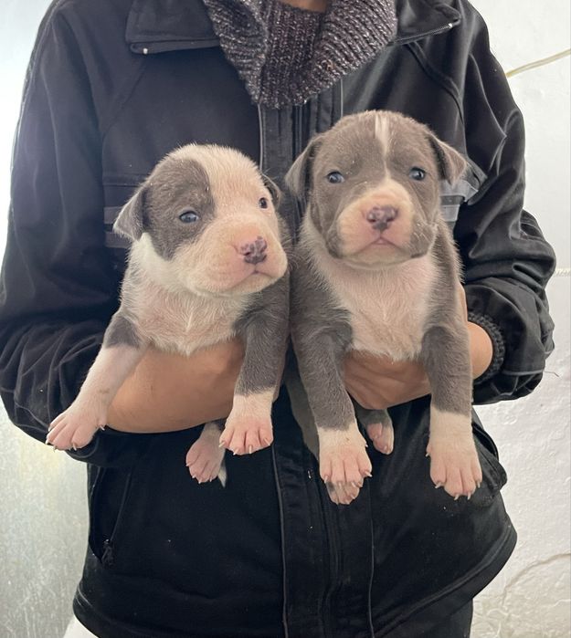 Американски Син питбул/American pitbull /blue nose