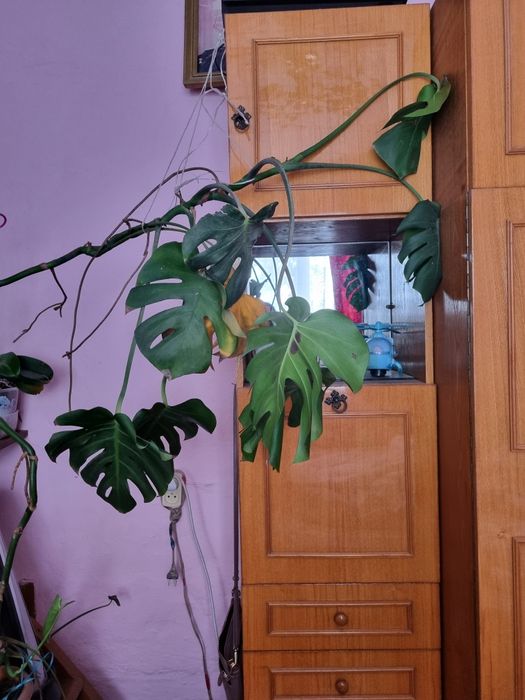 Монстера,комнатная лиана