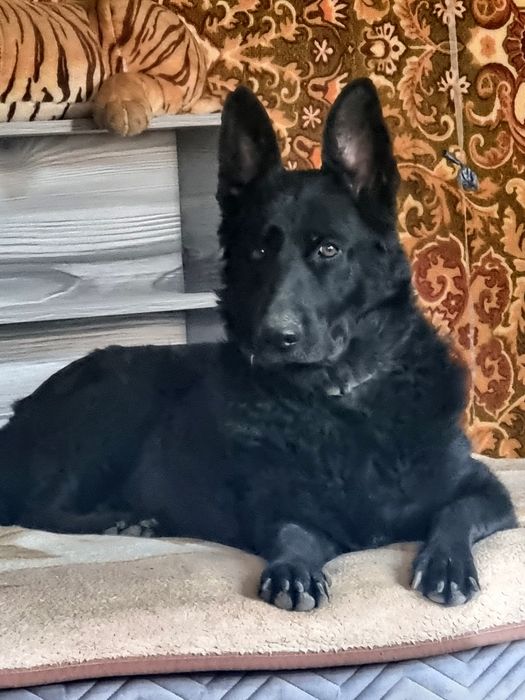 Щенки метисы ( мать чёрная бельгийская овчарка,  отец акита ину)