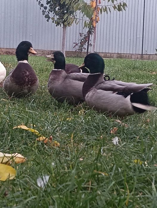 Vând rață olandez pitic