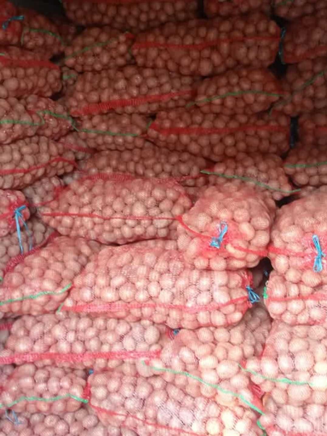 Cartof somanta alb si rosu