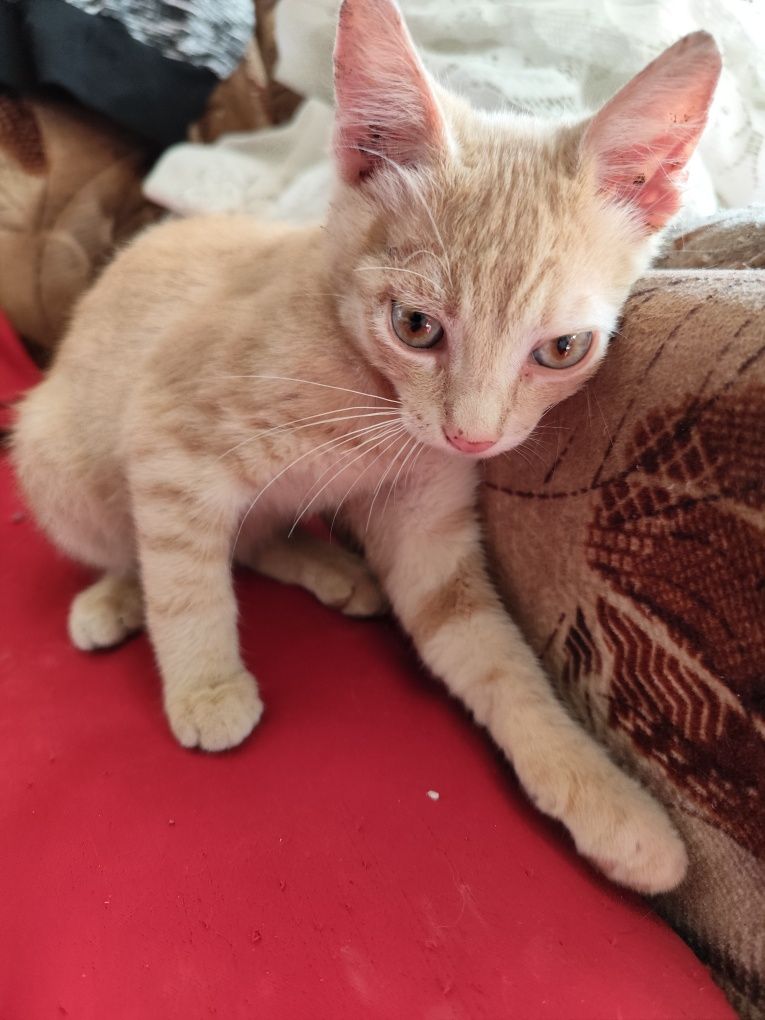 Pisici de adopție
