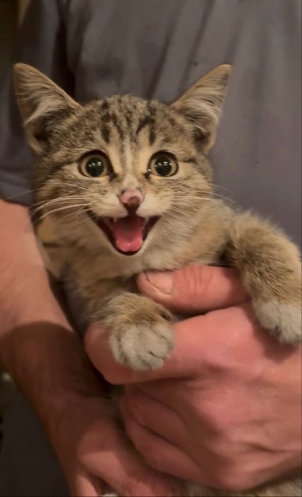 Котенок девочка 2,5 месяца