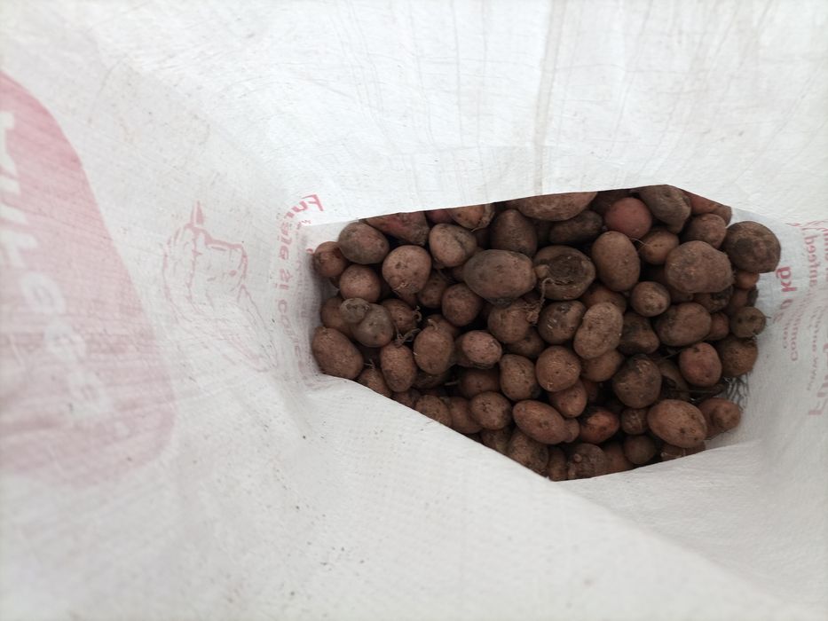 Cartofi animale 1 leu