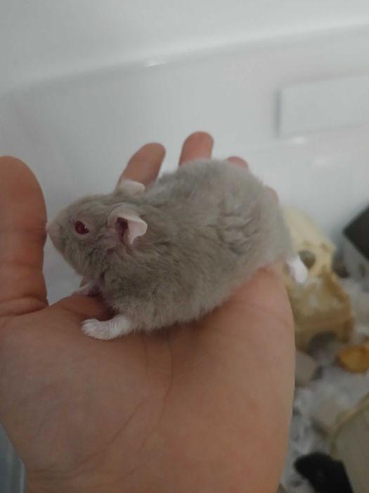 Hamsteri de vanzare.