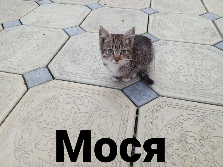 Пропал котёнок .