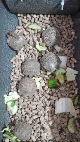 Черепашки черепахи черепаха