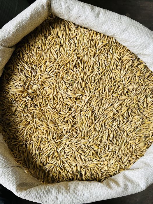 Продам Овёс - Сулы- Отруби - Зерно отходы