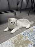 Vând pui british shorthair chinchilla
