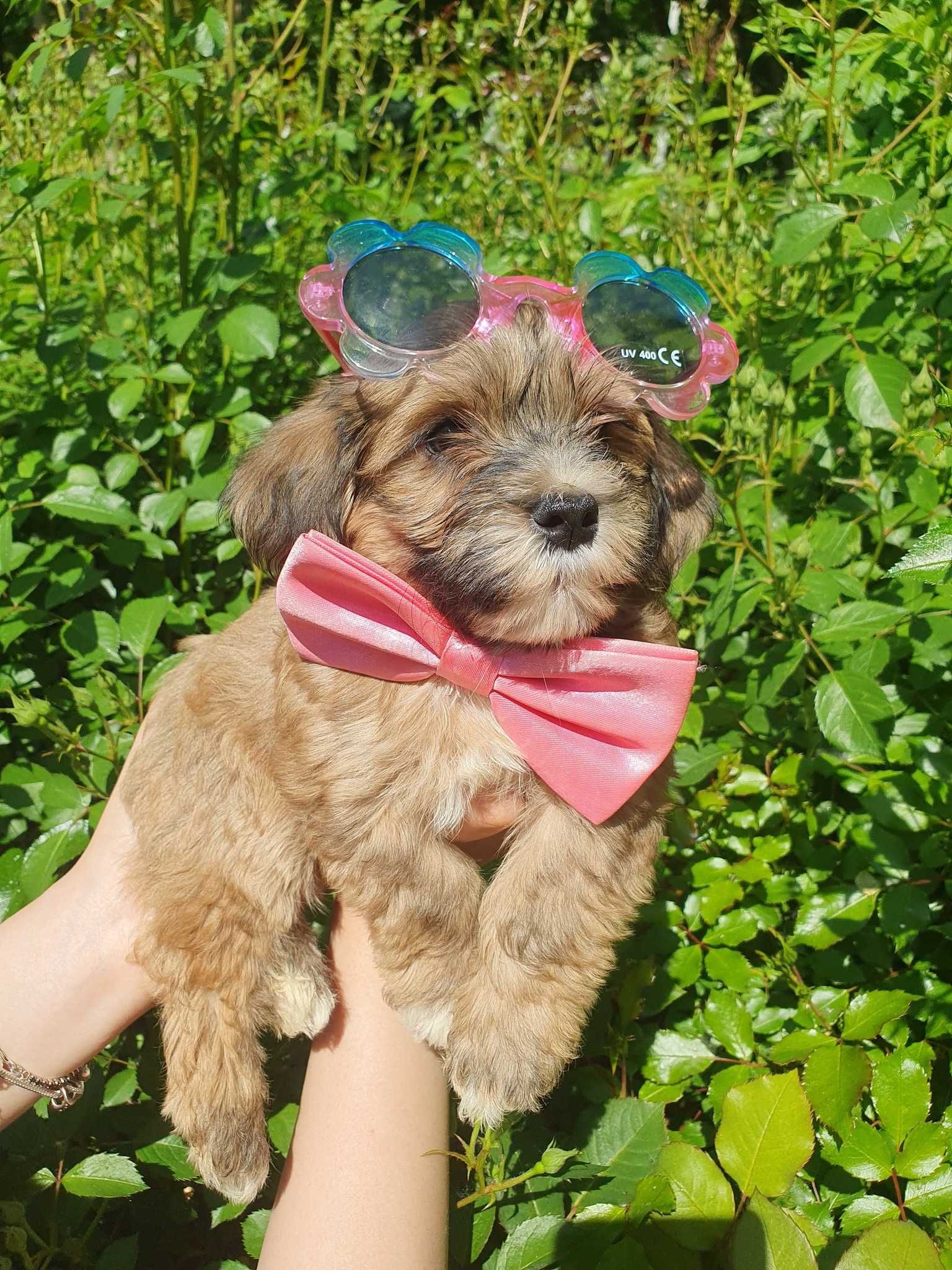 Bichon Havanez cu pedigree, Canisa autorizata FCI si ACHR