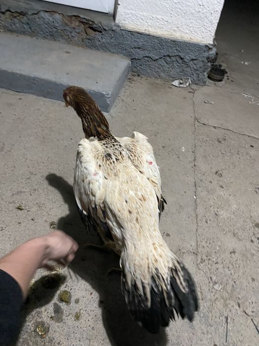 дакан тауык сатылады