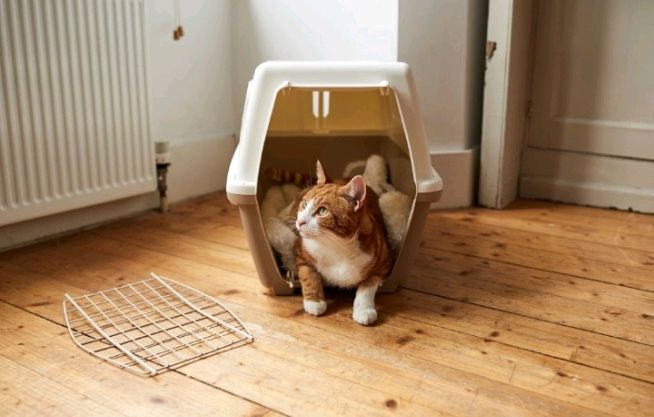 Передержка кошек, котов и котят