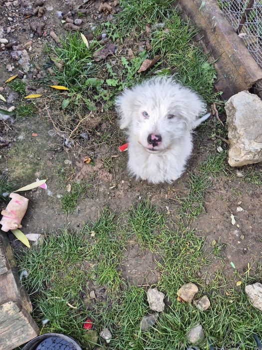 Donez catel pui   , varsta 5 luni