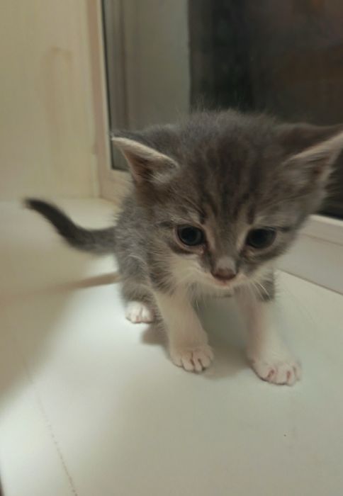 Голубоглазые котята