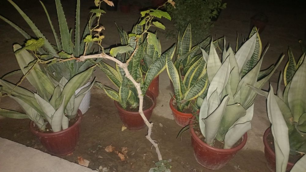 Gullar sotiladi.